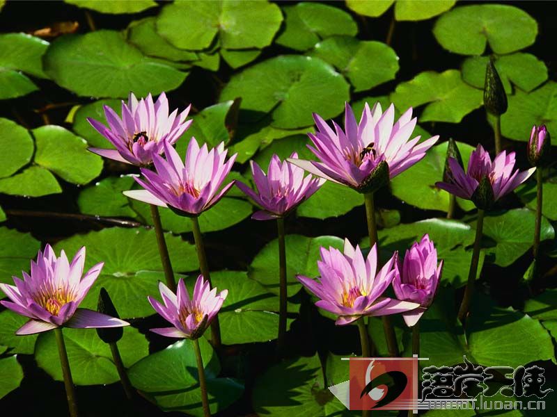Water lilies.jpg